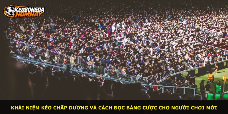 Khái niệm kèo chấp dương và cách đọc bảng cược cho người chơi mới